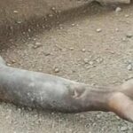 newslite1674073381815