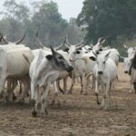 newslite1676969478390