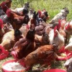 08DAEFD1-B819-447F-8BE4-10DF0ACA8565