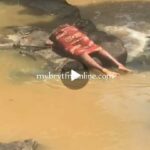 newslite1679140472846