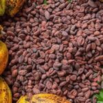 cocoa-beans-7