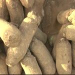 WhatsApp-Image-2024-06-20-at-16.13.45-768x434